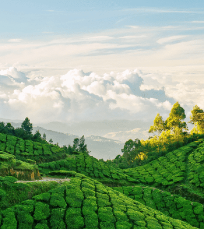 Best-Munnar-Tea-Estates-800x385