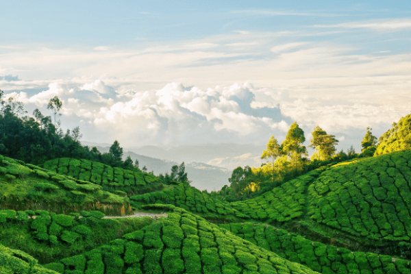 Best-Munnar-Tea-Estates-800x385